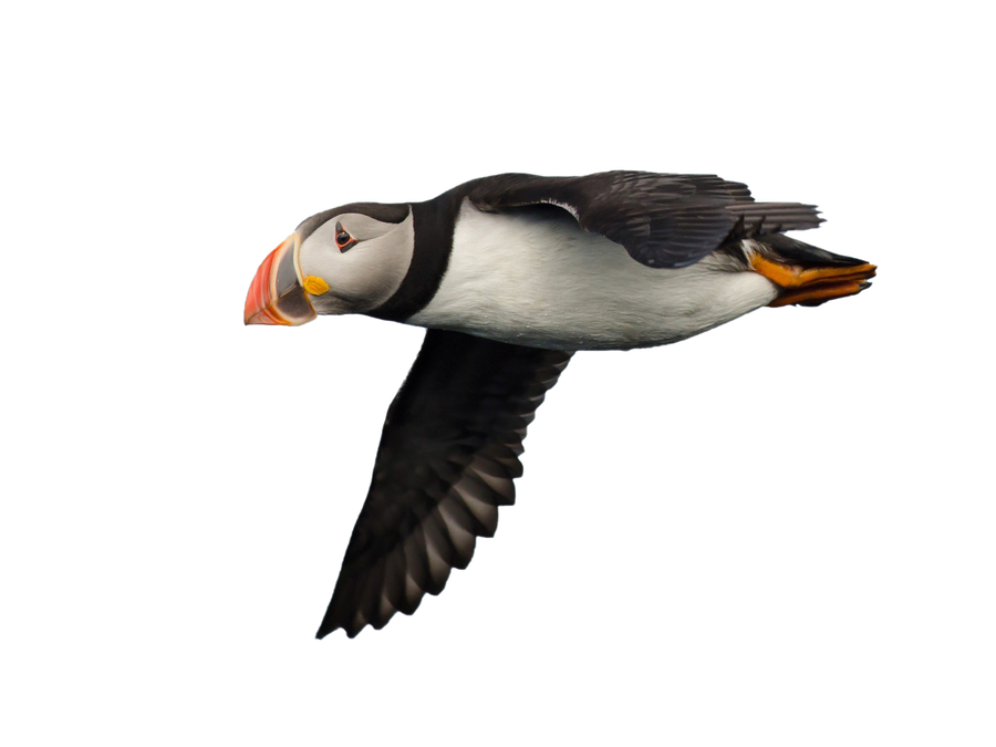 Single Puffin Png File (black)