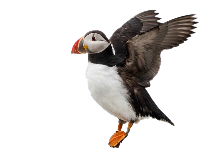 Single Puffin Png Image (black, lavender, white)