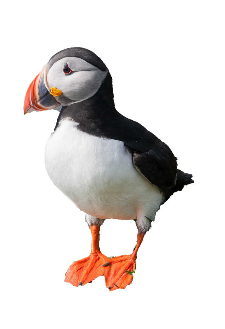 Single Puffin Transparent Png (black, lavender)