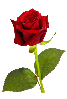 Single Red Rose Png Hd (black, maroon)