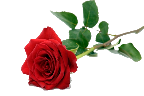 Single Red Rose Png Pic (green, white)