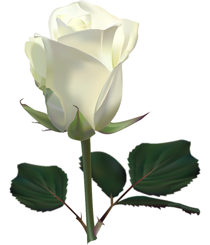 Single White Rose Png (beige, silver, white)