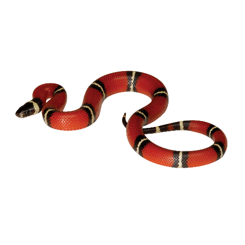 Kingsnakes Png Clipart (maroon, black)