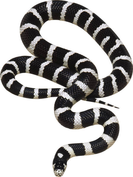 Kingsnakes Png File (black)