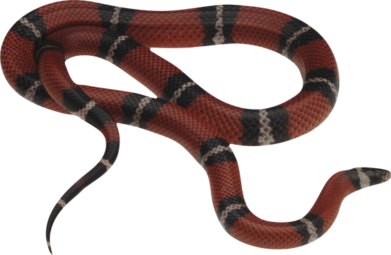 Kingsnakes Png Image (black)