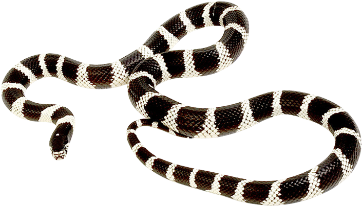 Kingsnakes Png Isolated File (black)