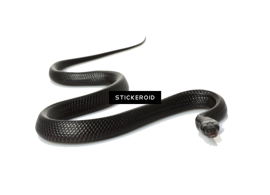 Kingsnakes Png Isolated Image (white, black)