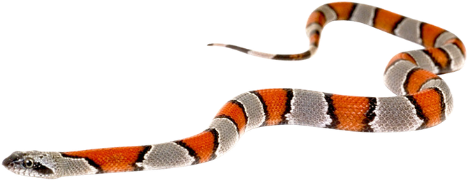 Kingsnakes Png Isolated Pic (gray, silver, black)