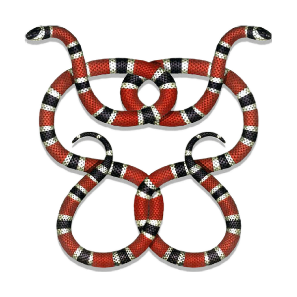 Kingsnakes Png Photo (silver, black)