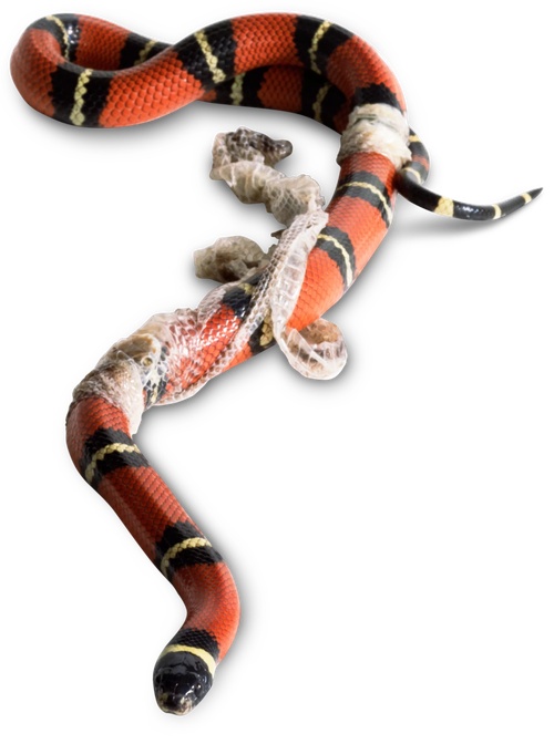 Kingsnakes Png Photos (black)