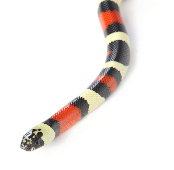 Kingsnakes Png (white, black)