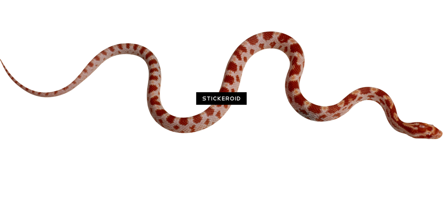 Kingsnakes Transparent Png (white, gray, black)