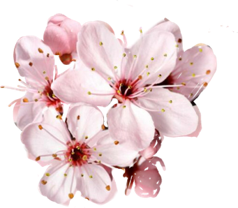 Pink Blossom Flower Transparent Png (black, beige, lavender)