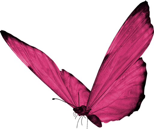 Pink Butterfly Png Clipart (black, purple)