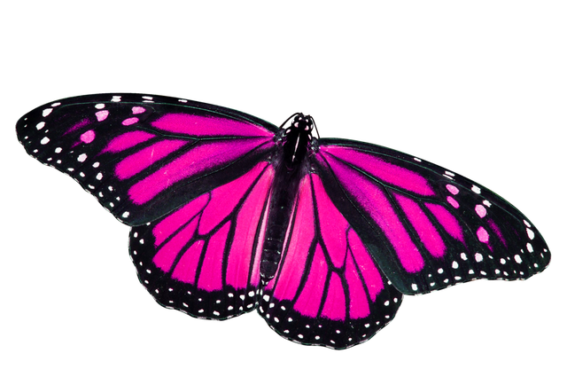 Pink Butterfly Transparent Png (black)