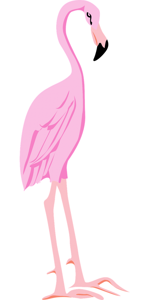 Pink Flamingo Bird Vector Clipart Transparent Png (pink, black)