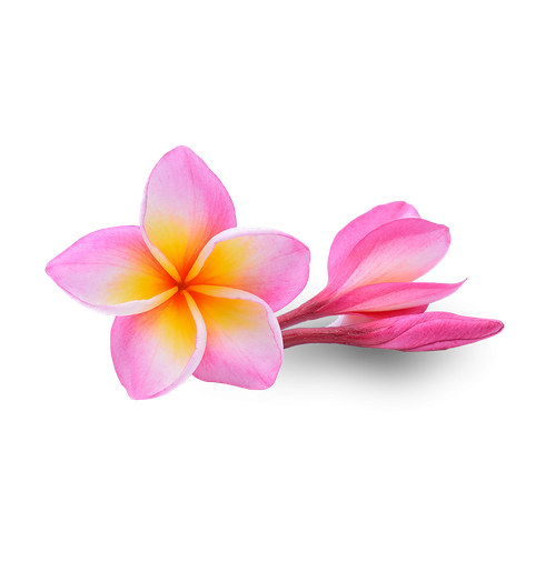 Pink Frangipani Flower Png Clipart (indigo, black)