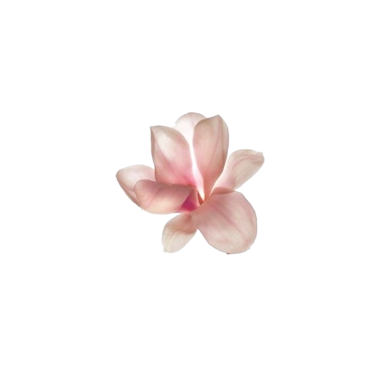 Pink Frangipani Flower Png Transparent Image (pink, black)