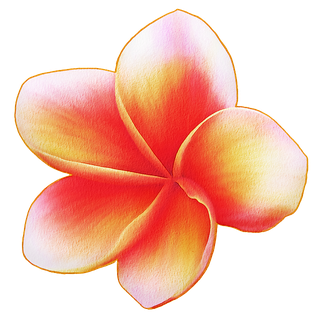 Pink Frangipani Flower Transparent Background (black, chocolate, white, red, lavender)