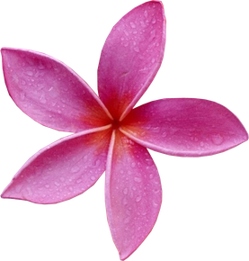 Pink Frangipani Png File (purple, plum, black)