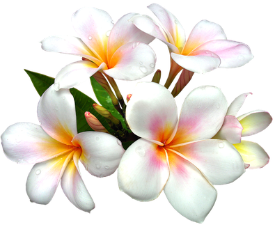 Pink Frangipani Png Image (white, black)