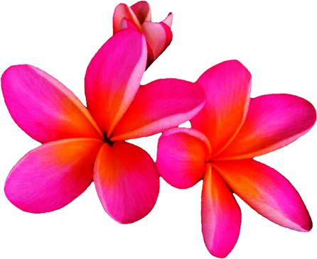 Pink Frangipani Png Photos (red, black)