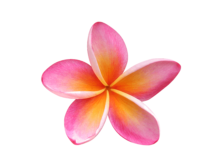 Pink Frangipani Png Transparent Image (pink, violet, black)