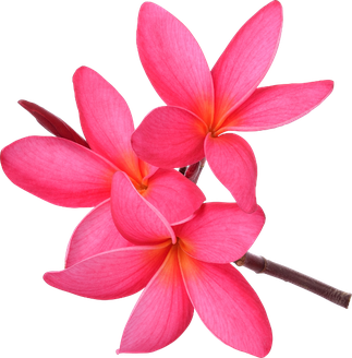 Pink Frangipani Transparent Background (salmon, black)