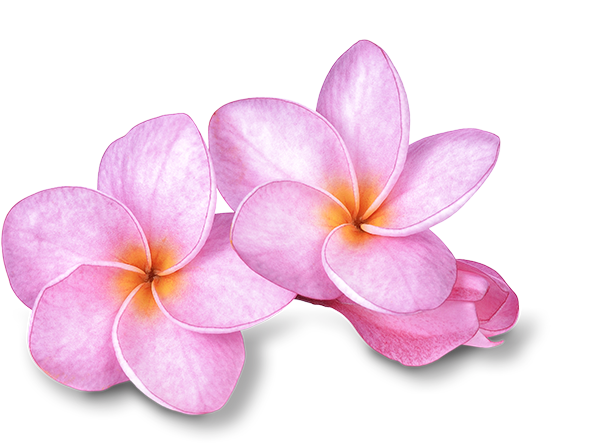 Pink Frangipani Transparent Png (white, indigo, black)