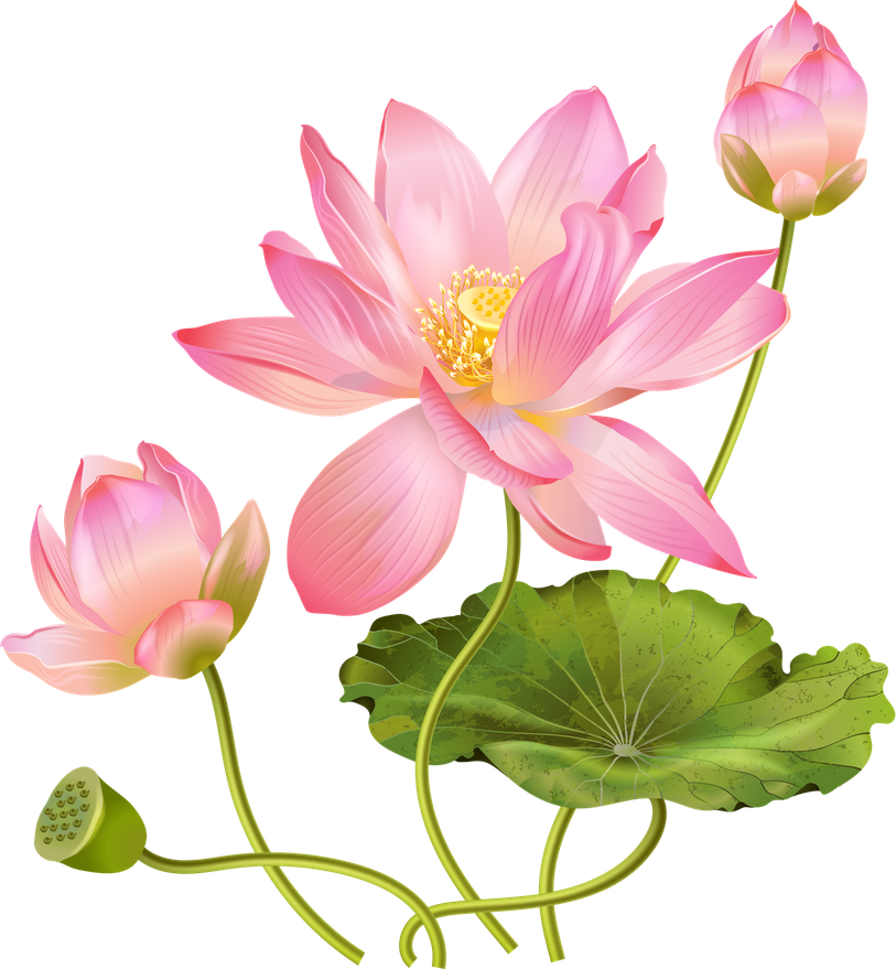 Pink Lotus Flower Png Clipart (black, pink)