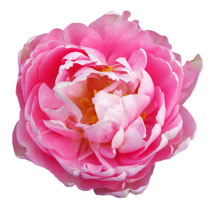 Pink Rose Flower Png Clipart (salmon, black, plum)