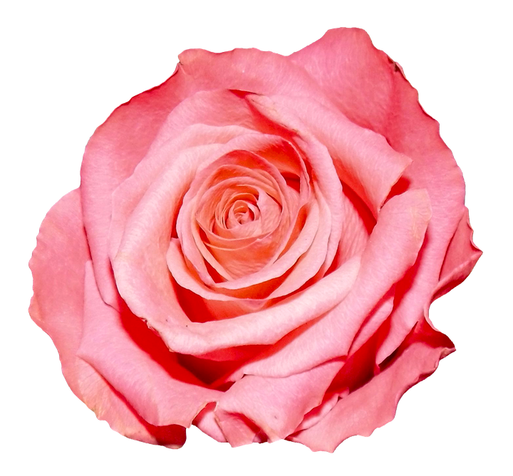 Pink Rose Flower Png Image (black, red, pink)
