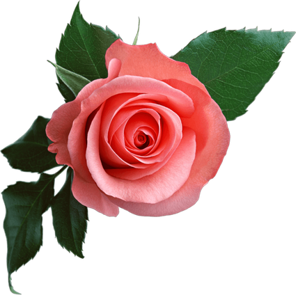Pink Rose Flower Png Photos (black)