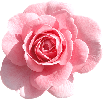 Pink Rose Transparent Png (black, pink, beige, white)