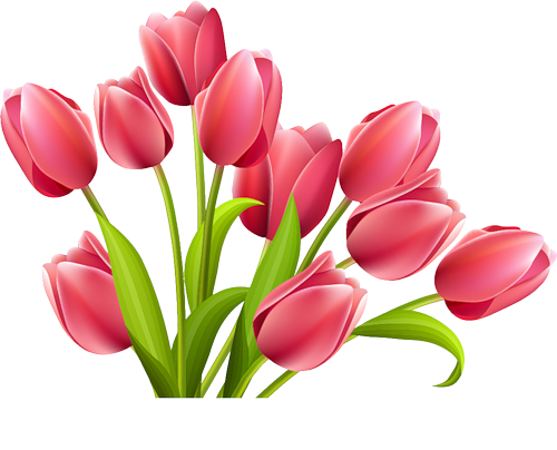 Pink Tulips Png (salmon, white)