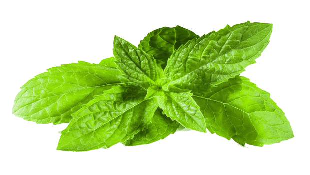 Mint Png Transparent Image (white, olive)