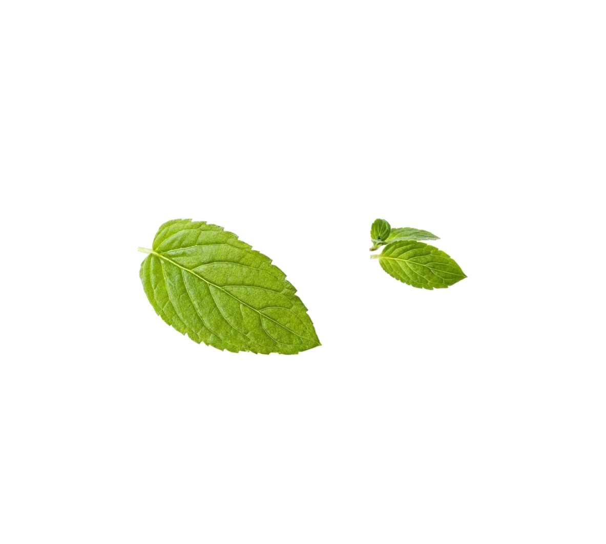 Mint Leaves Png Free Download (white, olive)