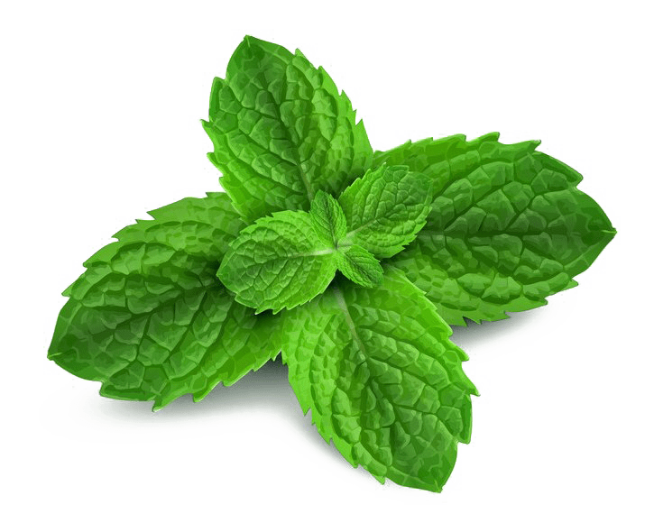 Mint Leaves Png Hd (white, gray)