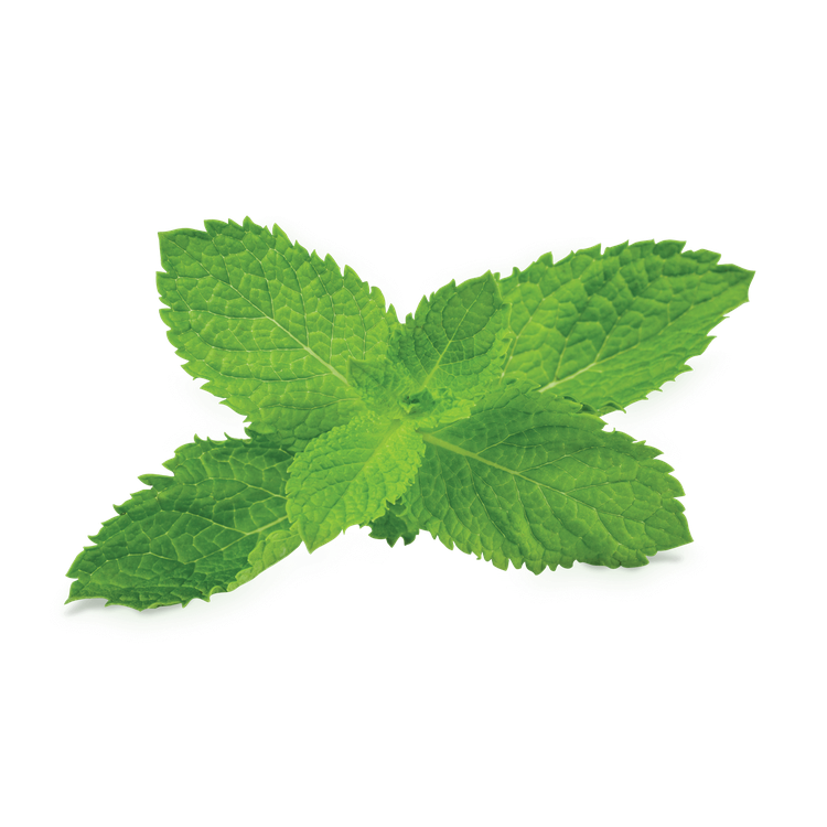 Mint Leaves Png Image (olive, black, gray)