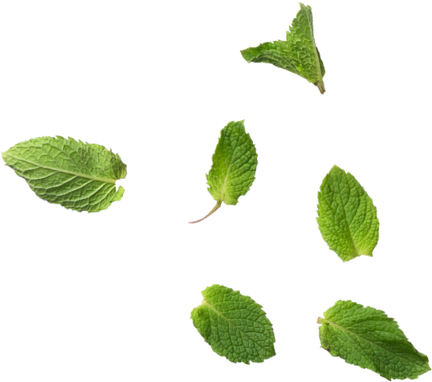 Mint Leaves Png Isolated File (black)