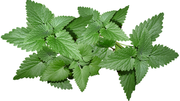 Mint Leaves Png Isolated Pic (green, gray, black)