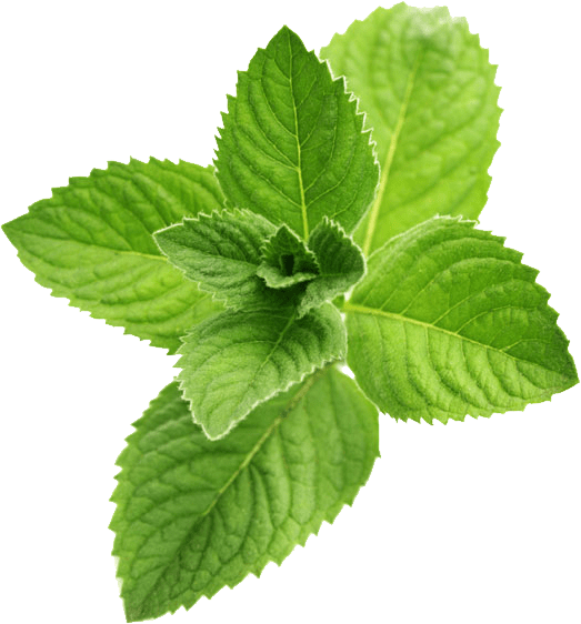 Mint Leaves Png Pic (gray)