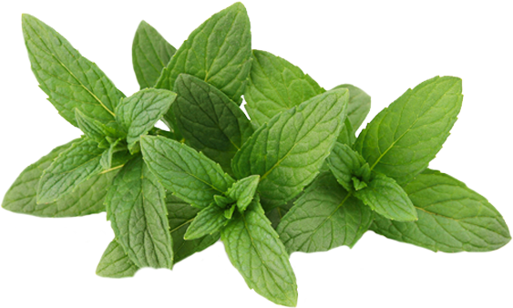 Mint Leaves Transparent Png (white, silver, beige)