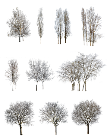 Winter Tree Png Transparent Image (black)