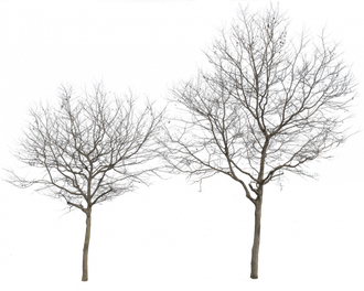 Winter Tree Transparent Png (black, gray)