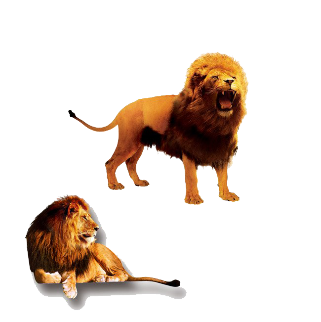 Lion King Png Hd Isolated (white, black)