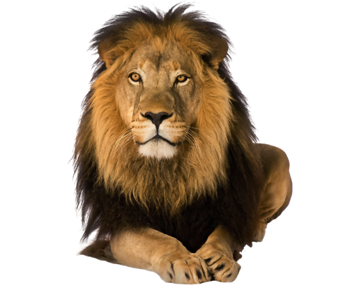 Lion Png Hd Isolated (black)