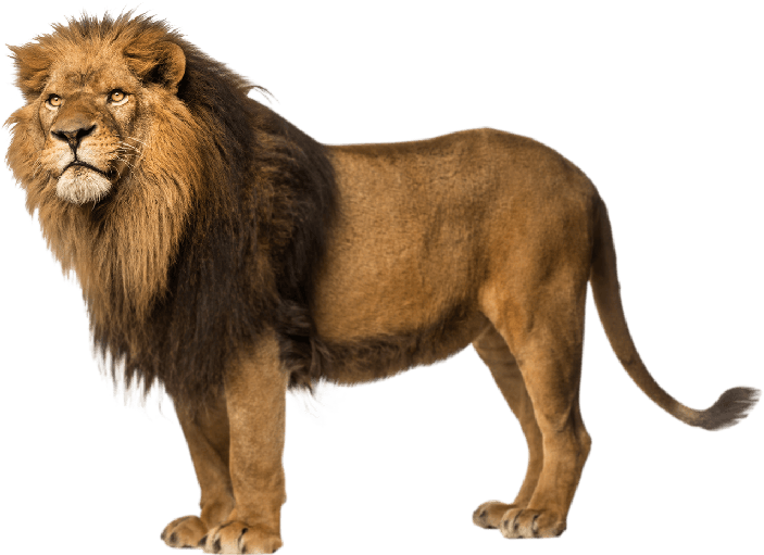 Lion Png Image (chocolate, black)