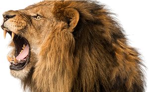 Lion Png Isolated Photo (black)