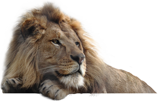 Lion Png Photos (black)